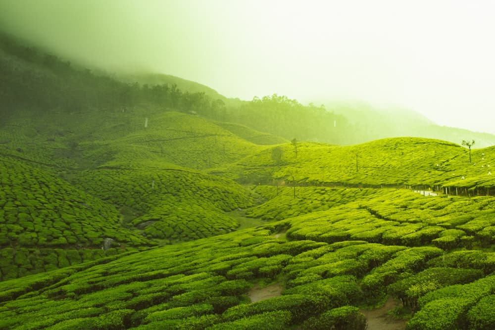 Book Your Ooty Permit Slot Before You Leave Mysuru — Here's Why